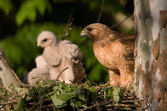 Red-shouldered Hawk (Buteo lineatus) adult and chicks