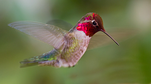 Anna's Hummingbird (Calypte anna)