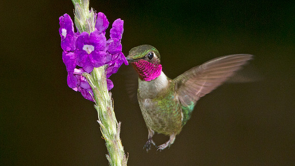 Amethyst Woodstar (Calliphlox amethystina)