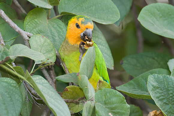 Brown-throated Parakeet (Aratinga pertinax) male