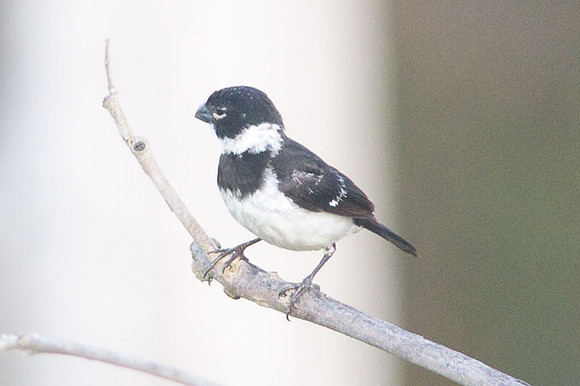 White-collared Seedeater (Sporophila torqueola)