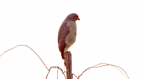 Roadside Hawk (Buteo magnirostris)
