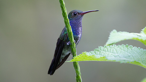 Sapphire-spangled Emerald (Amazilia lactea)