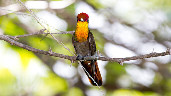Ruby-topaz Hummingbird (Chrysolampis mosquitus) male