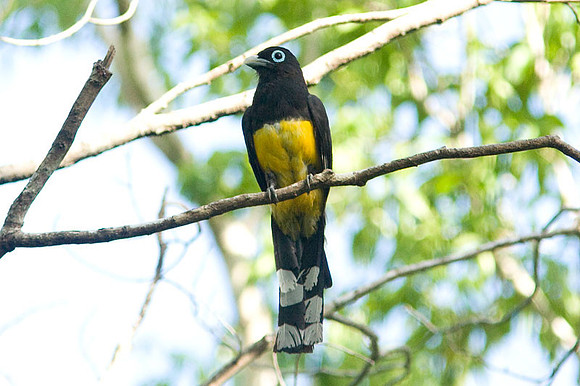 Black-headed Trogon (Trogon melanocephalus)