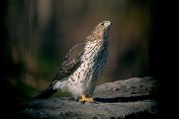 Red-shouldered hawk (Buteo lineatus) juv