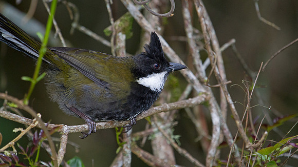Eastern whipbird (Psophodes olivaceus)