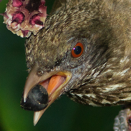 Palmchat (Dulus dominicus)