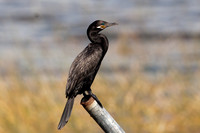Neotropic Cormorant (Phalacrocorax brasilianus)