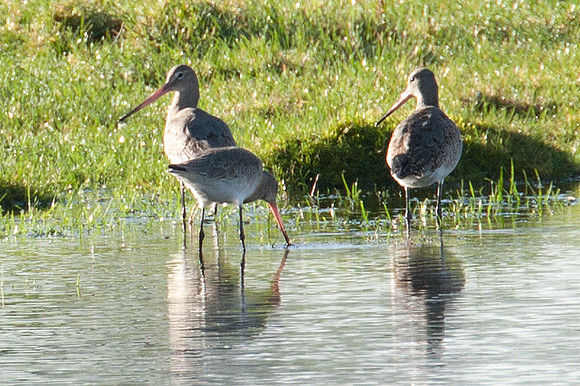 Black-tailed Godwit (Limosa limosa)