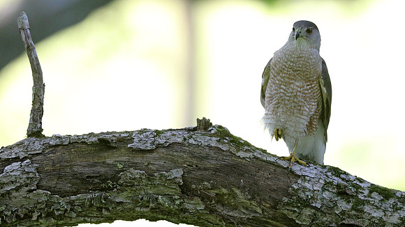Cooper's hawk (Accipiter cooperii)