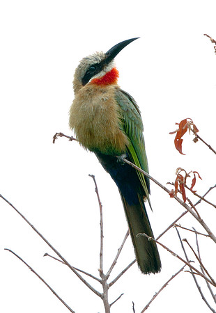 White-fronted Bee-eater (Merops bullockoides)