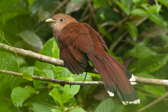 Squirrel Cuckoo (Piaya cayana)