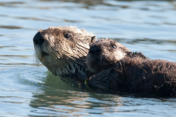 Sea Otter (Enhydra lutris)