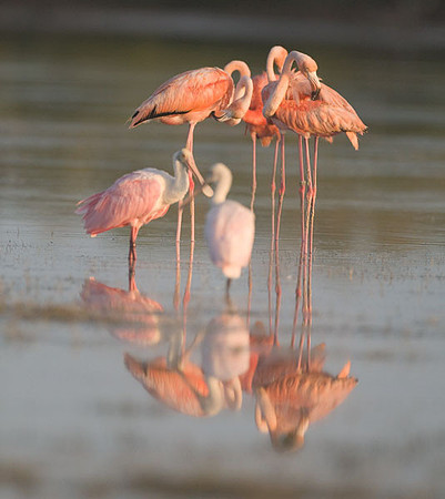 Roseate Spoonbill (Platalea ajaja) and American Flamingo (Phoenicopterus ruber)