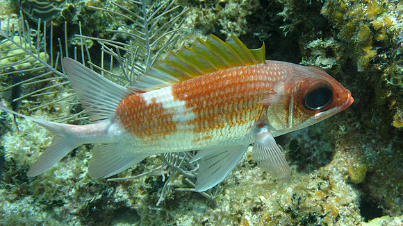 Squirrelfish (Holocentrus adscensionis)