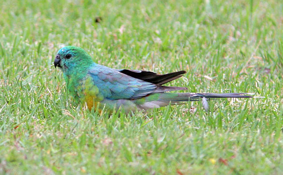 Red-rumped Parrot (Psephotus haematonotus) also known as Red-backed Parrot, Grass Parrot