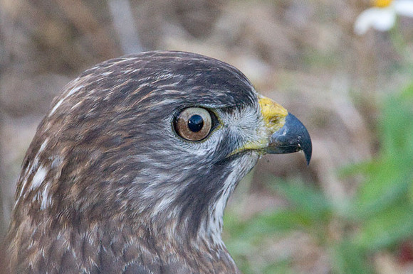 Broad-winged Hawk (Buteo platypterus)