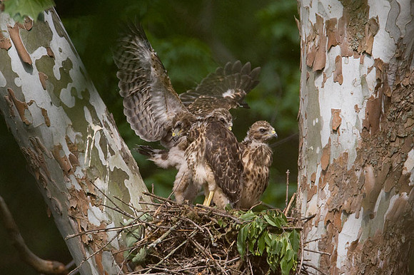 Red-shouldered Hawk (Buteo lineatus) juvenile