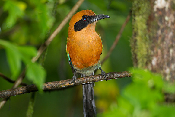 Rufous Motmot (Baryphthengus martii)