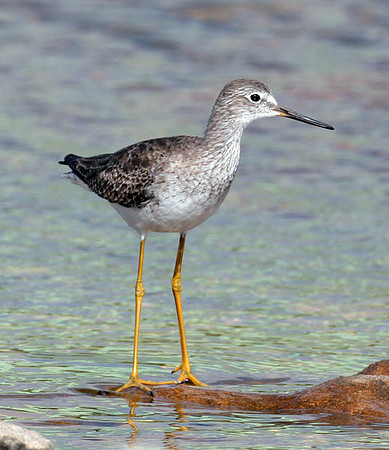 Lesser Yellowlegs (Tringa flavipes)