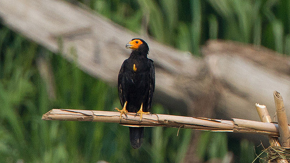 Black Caracara (Daptrius ater)