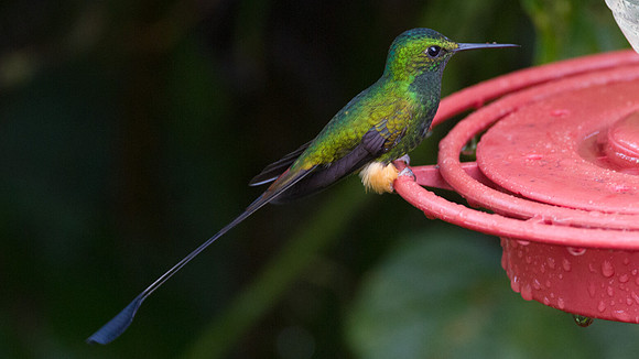 Booted Racket-tail (Ocreatus underwoodii)
