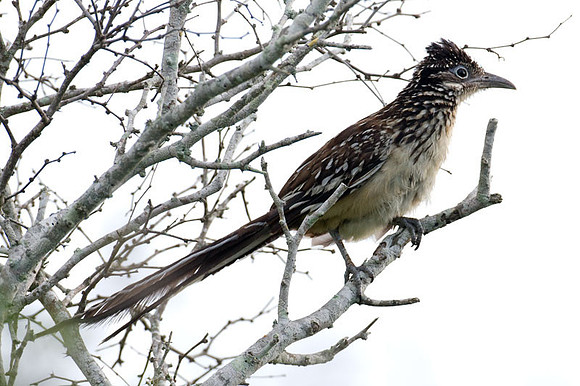 Lesser Roadrunner (Geococcyx velox)