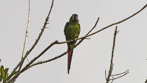 Chestnut-fronted Macaw (Ara severus)