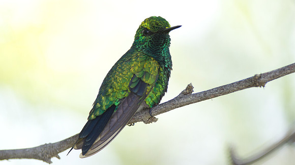 Blue-tailed Emerald (Chlorostilbon mellisugus)