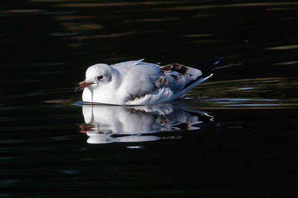 Black-headed Gull (Chroicocephalus ridibundus) 1st Winter