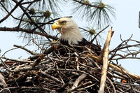 Bald Eagle (Haliaeetus leucocephalus)