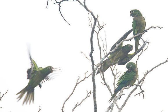 Olive-throated Parakeet (Aratinga nana)