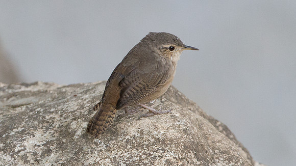 House Wren (Troglodytes aedon)