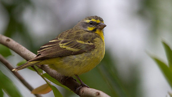 Yellow-fronted Canary (Serinus mozambicus)