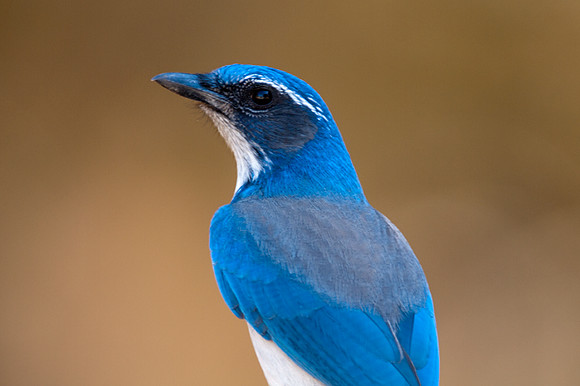 Western Scrub-Jay (Aphelocoma californica)
