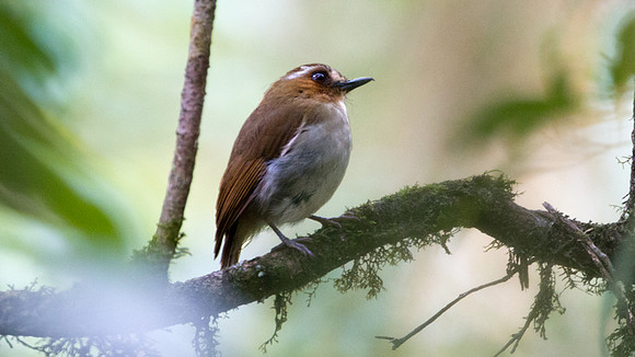 Eyebrowed Jungle Flycatcher (Rhinomyias gularis)