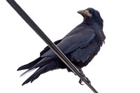 Rook (Corvus frugilegus)
