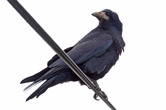 Rook (Corvus frugilegus)