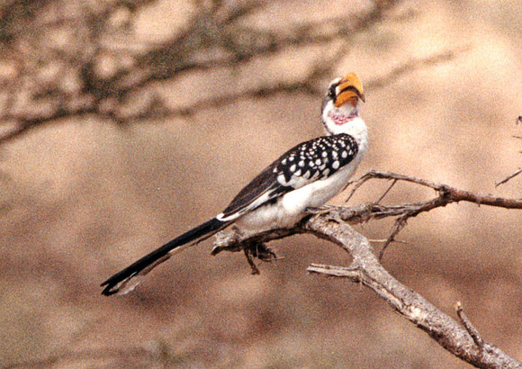Northern Yellow-billed Hornbill (Tockus flavirostris)