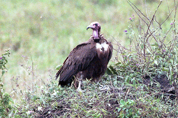 Hooded Vulture (Necrosyrtes monachus)