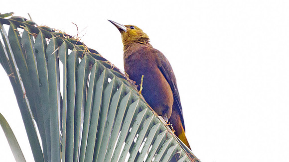 Russet-backed Oropendola (Psarocolius angustifrons)