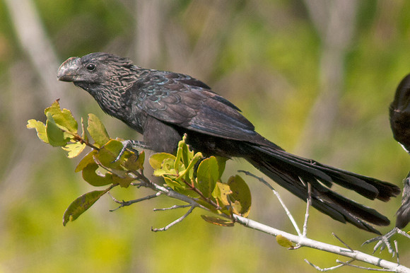 Smooth-billed Ani (Crotophaga ani)