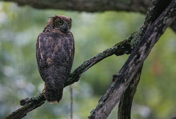 Great Horned Owl (Bubo virginianus)