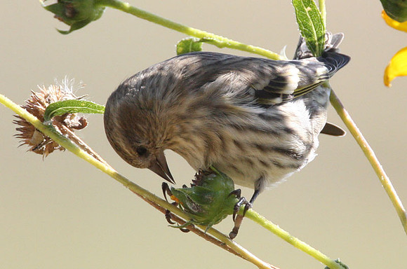 Pine Siskin (Carduelis pinus)