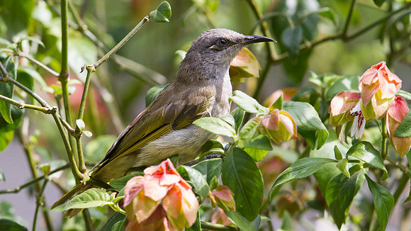 Brown Honeyeater (Lichmera indistincta)