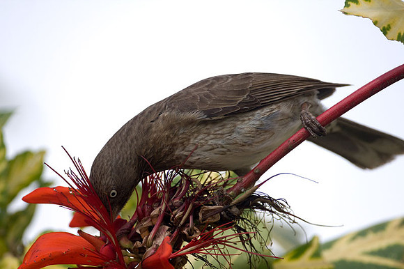 Pearly-eyed Thrasher (Margarops fuscatus)