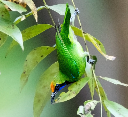 Golden-fronted leafbird (Chloropsis aurifrons)