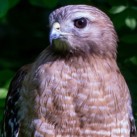 Red-shouldered hawk (Buteo lineatus)