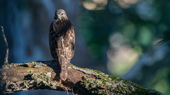 Red-shouldered hawk (Buteo lineatus)
